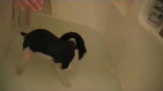 Cavalier King Charles Spaniel Roxies first bath [upl. by Doscher947]