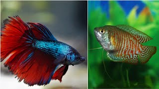 Can gouramis and betta fish live together can male betta and dwarf gourami share the same fish tank [upl. by Adlitam]