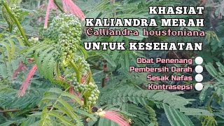 Khasiat Kaliandra Merah  Obat Penenang Sesak Nafas Kontrasepsi Pembersih Darah [upl. by Nilekcaj287]