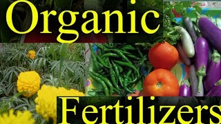 Best Fertilizer For All Plants [upl. by Adniralc867]