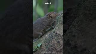 Pitcher Plant Friends with Treeshrew [upl. by Cthrine]