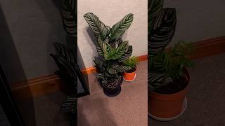 UPDATE ON THE CALATHEA “ORNATA” BEAUTIFUL EXAMPLE [upl. by Kelsey285]