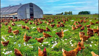 How To Raising Millions of Free Range Chicken For Eggs and Meat  Chicken Farming  Meat Factory [upl. by Allesor]