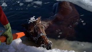 Owner reunited with horse that fell through ice at Big Wood Lake in Grantsburg Wisconsin [upl. by Yaeger]