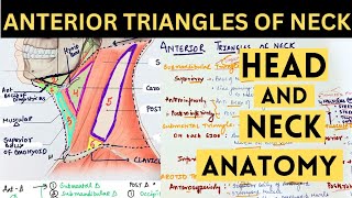 Anterior Triangle of Neck  Boundaries amp Content  TRIANGLES OF NECK  HEAD AND NECK ANATOMY [upl. by Nataline]