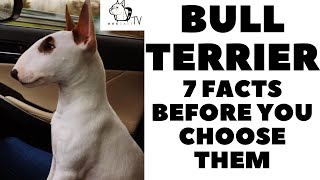 Before you buy a dog  BULL TERRIER  7 facts to consider DogCastTV [upl. by Forrester]