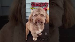 The handsome Shihpoo that shocked the web dogs [upl. by Derrik]