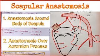 Scapular Anastomosis  Anastomosis Around Scapula [upl. by Barbette847]