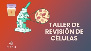 CÉLULAS EPITELIALES EN ORINA  Taller de Revisión de Células al microscopio [upl. by Collier]