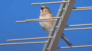 Common Linnet Fanello Carduelis cannabina [upl. by Anin]