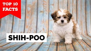 Shih Poo  Top 10 Facts [upl. by Dana]