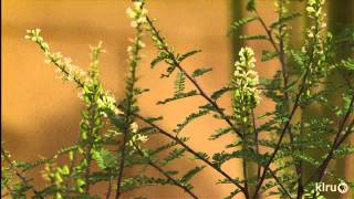 Plants for pollinatorsFar South NurseryCentral Texas Gardener [upl. by Jarrad]