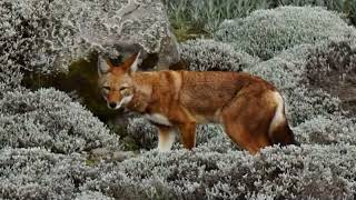 Bale Mountains National Park 7 Top Experiences in Ethiopia [upl. by Aryamoy]