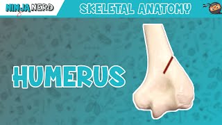 Humerus Anatomy [upl. by Jew]