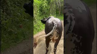 cow ateş animals heidi nature keşfet köyhayatı animal farming inek shorts [upl. by Bruner17]