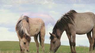 The Beauty and Power of Horses  Wildlife  Animals HD 1080p 60 FPS [upl. by Cinderella173]