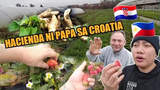 PICKING BERRIES IN MY DADS FARM  FARMERS IN ZAGREB CROATIA  Gerald Solidor [upl. by Erdnuaed]