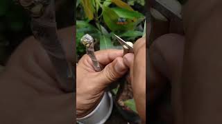 Modified Cleft Grafting Technique on carabao mango [upl. by Barling852]