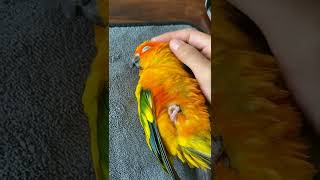 Sun Conure Parrot taking a nap while I was working  JC042 [upl. by Briny]