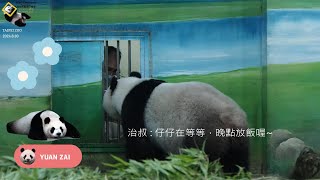 20240630 圓仔等放飯前，保育員開小門跟仔說俏俏話 The Giant Panda Yuan Zai [upl. by Kurtis]