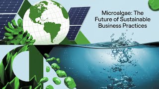 Microalgae The Future of Sustainable Business Practices [upl. by Eigna]