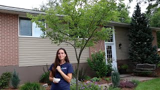 Top Native Trees for Urban Yards Smooth Serviceberry [upl. by Nnaacissej]