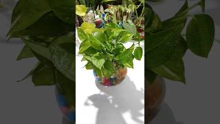 DIY Money Plant Decoration  Indoor plants decoration for living room diy garden ytshorts [upl. by Paderna]