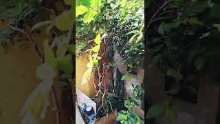 Pe de jabuticaba híbrido pode ser plantado até na sua sala e produz muito horta frutas plantas [upl. by Mansoor459]