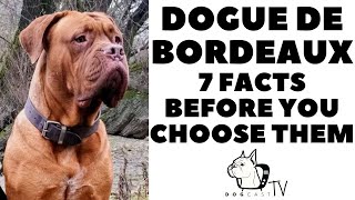 Before you buy a Dog  DOGUE DE BORDEAUX  7 facts to consider DogCastTV [upl. by Umont]