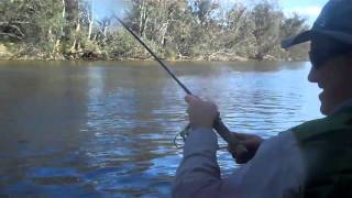 Murray River breaming [upl. by Ahar]