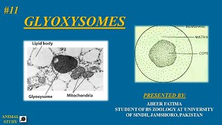 cell biology  Lecture 11 Glyoxysomes  structure and functions [upl. by Sidnala]