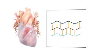 PhotoFix PhotoOxidation vs Glutaraldehyde Fixation [upl. by Derfiniw]