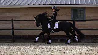 Marcel van Cayenne Stables Tjebbe 500 x Wytse 462 [upl. by Ashton956]