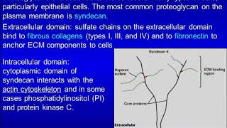 Glycosaminoglycans and Glycoproteins [upl. by Mossberg]