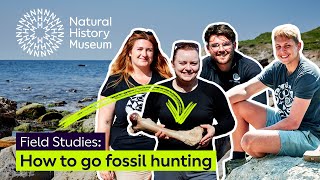 A guide on how to find fossils on the Isle of Wight  Field Studies [upl. by Oswal]