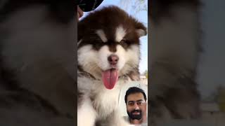 Cute baby Alaskan malamute dogs playing ♥️🥰 [upl. by Baptist826]