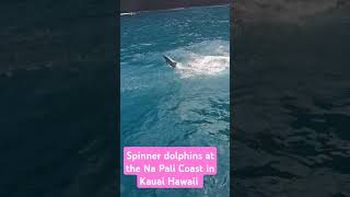 Na Pali Coast boat tour with spinner dolphins viralvideo fyp hawaii vacation [upl. by Netsrik616]