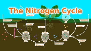 Understanding Our Soil The Nitrogen Cycle Fixers and Fertilizer [upl. by Yrocej]