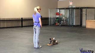 German Shepherd puppy obedience training  9 weeks old  Amy Pishner  Valor K9 Academy [upl. by Leval]