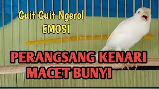 Kenari gacor Cuit Cuit Ngerol Emosi ‼️ pancingan Kenari PAUD belajar Bunyi [upl. by Lecroy134]