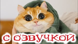 Приколы с котами Смешные коты с ОЗВУЧКОЙ СМЕШНЫЕ ЖИВОТНЫЕ 2022 Тест на психику – Доми шоу [upl. by Danyluk]