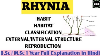 RHYNIA  Its Classification Characteristic External amp Internal Structure Reproduction ZBC [upl. by Enymsaj]