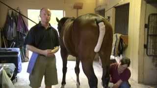 Equine Joint Injections [upl. by Norraf]