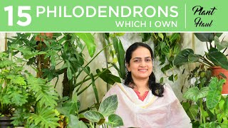 15 Philodendrons I own  Plant Haul  Indoor gardening [upl. by Lorens]