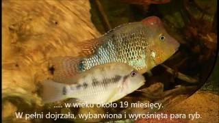 Ziemiojad czerwonogłowy Geophagus steindachneri Fotki Cz 1 [upl. by Sturdivant]