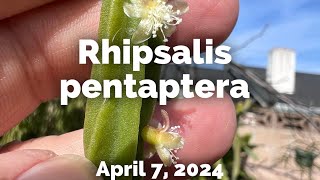 Rhipsalis pentaptera [upl. by Evelina265]