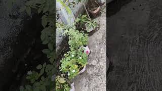 House roof garden 🏚️🏡🏡area area areawusevlogviralshorts [upl. by Anwad]