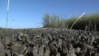 Raising Backyard Oysters [upl. by Rubinstein]