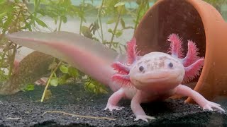 Akvaryum Vlog 524 Axolotl Geldi [upl. by Marybeth]