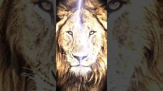 LION king attitude power dangerous motivation shortsfeed trendingshorts millionaire [upl. by Llenyaj]